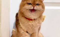 最强炼气师方羽全文免费阅读